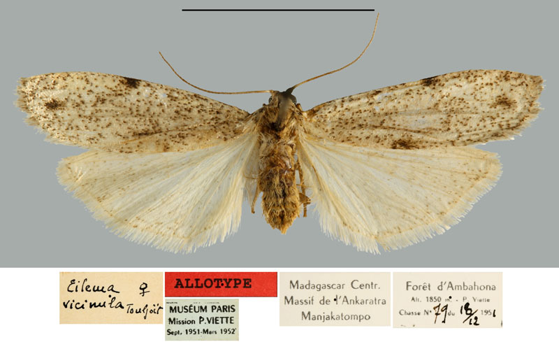 /filer/webapps/moths/media/images/V/vicinula_Eilema_AT_MNHN.jpg