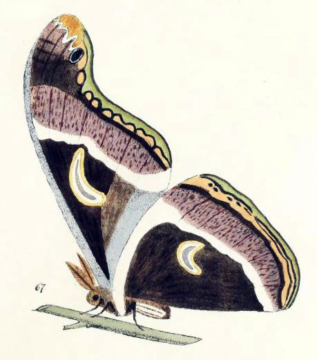 /filer/webapps/moths/media/images/V/victoria_Philosamia_HT_Maassen_1885_67.jpg