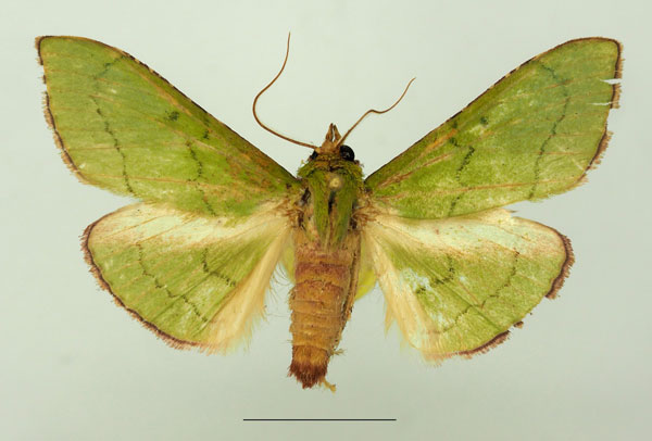 /filer/webapps/moths/media/images/V/victorialis_Triphassa_AM_Basquin.jpg