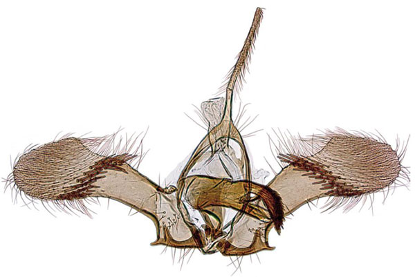 /filer/webapps/moths/media/images/V/victoriana_Ubawamzuri_GMPT_NHMO_2844.jpg