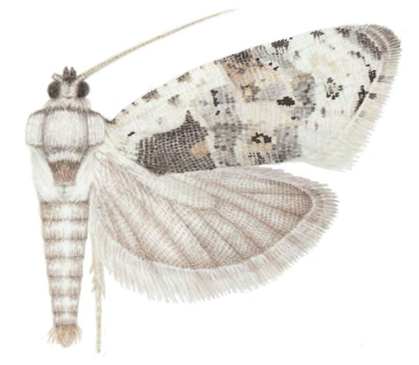 /filer/webapps/moths/media/images/V/victoriana_Ubawamzuri_HT_NHMO.jpg