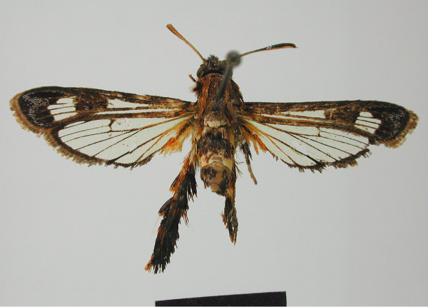 /filer/webapps/moths/media/images/V/victrix_Agriomelissa_A_MNH_02.jpg