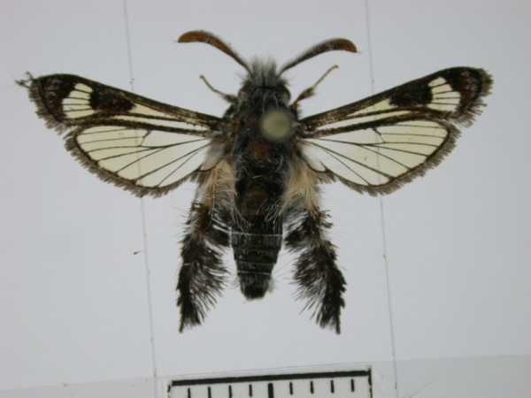 /filer/webapps/moths/media/images/V/victrix_Agriomelissa_A_SMNS.jpg