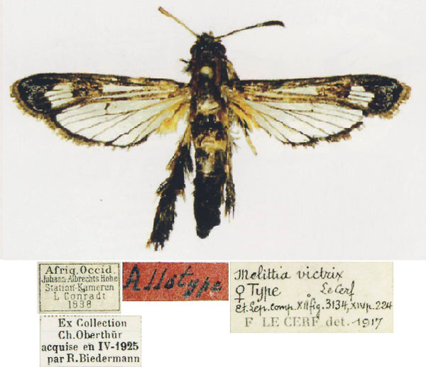 /filer/webapps/moths/media/images/V/victrix_Melittia_AT_MNHN.jpg