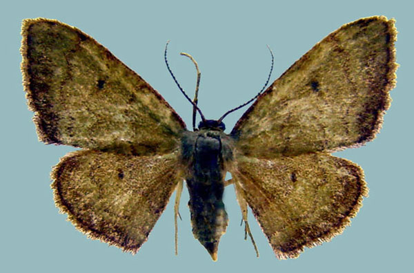 /filer/webapps/moths/media/images/V/vidalensis_Isoplenodia_AF_ZSM.jpg