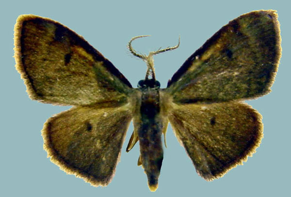 /filer/webapps/moths/media/images/V/vidalensis_Isoplenodia_AM_ZSMa.jpg