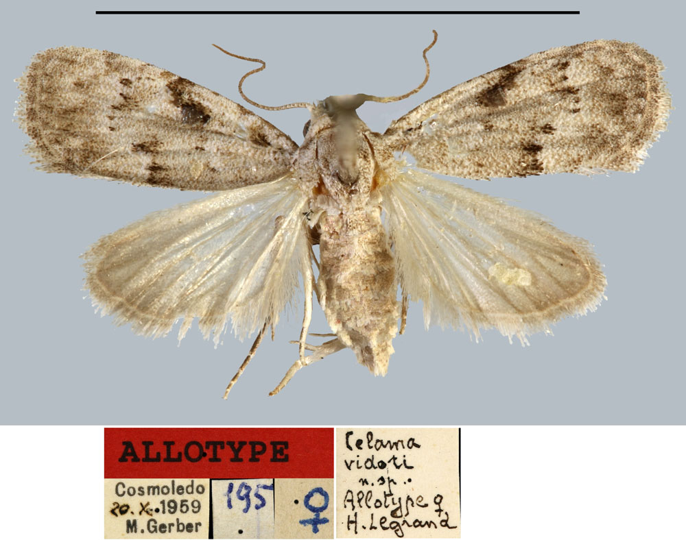 /filer/webapps/moths/media/images/V/vidoti_Celama_AT_MNHN.jpg