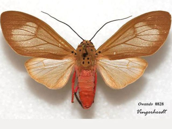 /filer/webapps/moths/media/images/V/vidua_Amerila_AM_Vingerhoedt_02.jpg