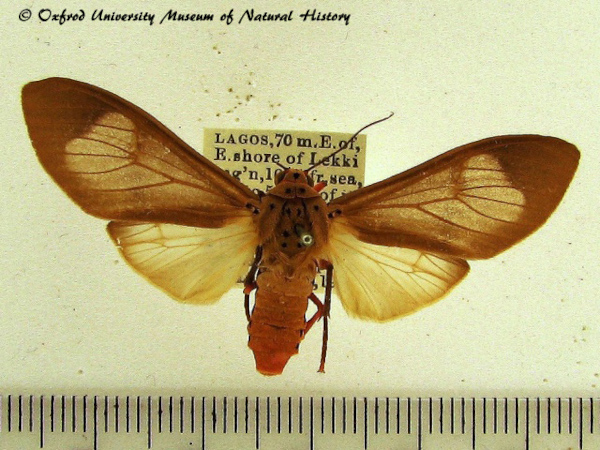 /filer/webapps/moths/media/images/V/vidua_Amerila_A_OUMNH.jpg