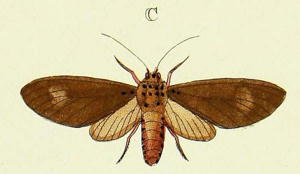 /filer/webapps/moths/media/images/V/vidua_Amerila_Cramer3_264_C.jpg