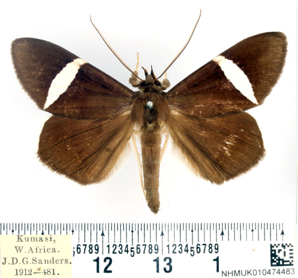 /filer/webapps/moths/media/images/V/vidua_Dichromia_AM_BMNH_01.jpg