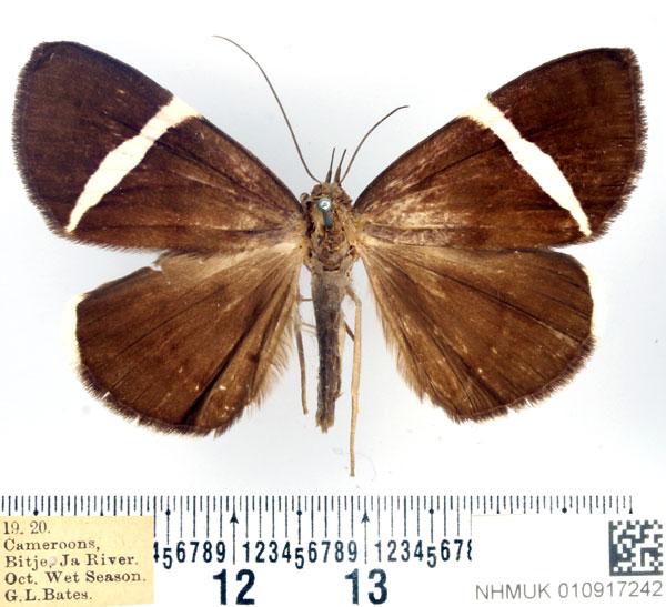 /filer/webapps/moths/media/images/V/vidua_Dichromia_AM_BMNH_02.jpg