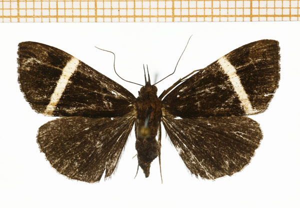 /filer/webapps/moths/media/images/V/vidua_Dichromia_A_DePrins.jpg
