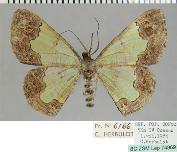 /filer/webapps/moths/media/images/V/vidua_Zamarada_AM_ZSM.jpg
