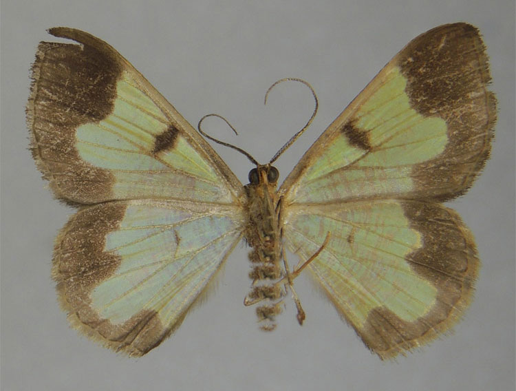 /filer/webapps/moths/media/images/V/vidua_Zamarada_HT_ZSMb.jpg