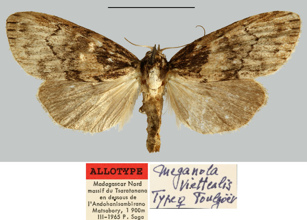 /filer/webapps/moths/media/images/V/viettealis_Meganola_AT_MNHN.jpg