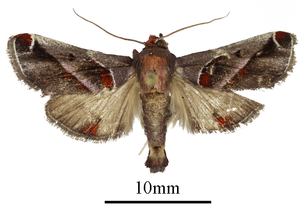 /filer/webapps/moths/media/images/V/viettealis_Nhoabe_AM_ANHRTa.jpg