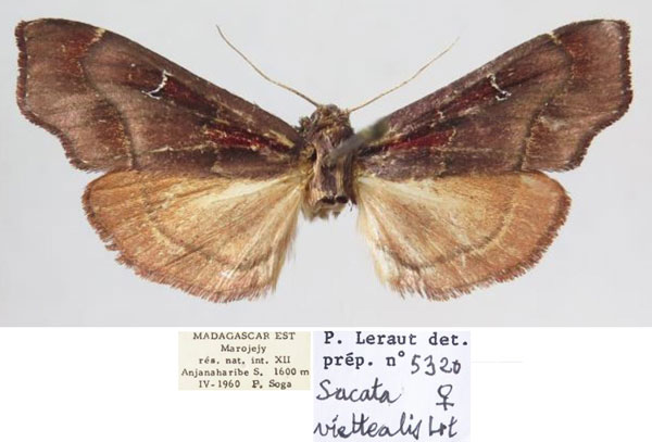 /filer/webapps/moths/media/images/V/viettealis_Sacada_AF_MNHN.jpg