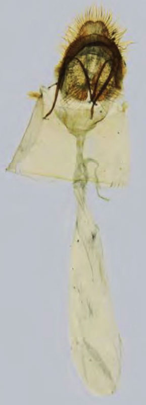 /filer/webapps/moths/media/images/V/viettealis_Sacada_GFHT_MNHN.jpg