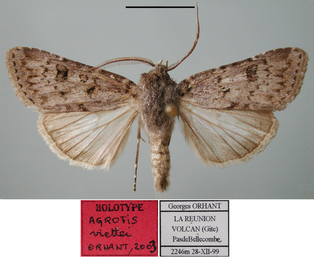 /filer/webapps/moths/media/images/V/viettei_Agrotis_HT_MNHN.jpg