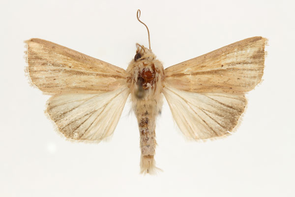 /filer/webapps/moths/media/images/V/viettei_Aletia_AM_RMCA_01.jpg
