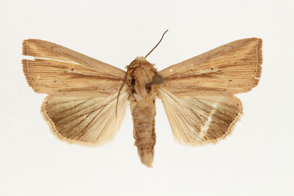 /filer/webapps/moths/media/images/V/viettei_Aletia_AM_RMCA_02.jpg