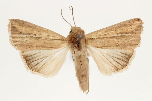 /filer/webapps/moths/media/images/V/viettei_Aletia_AM_RMCA_03.jpg