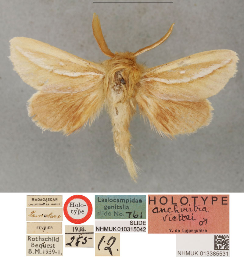 /filer/webapps/moths/media/images/V/viettei_Anchirithra_HT_BMNH.jpg