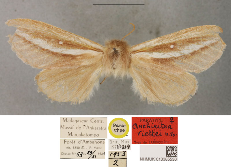 /filer/webapps/moths/media/images/V/viettei_Anchirithra_PTM_BMNH.jpg