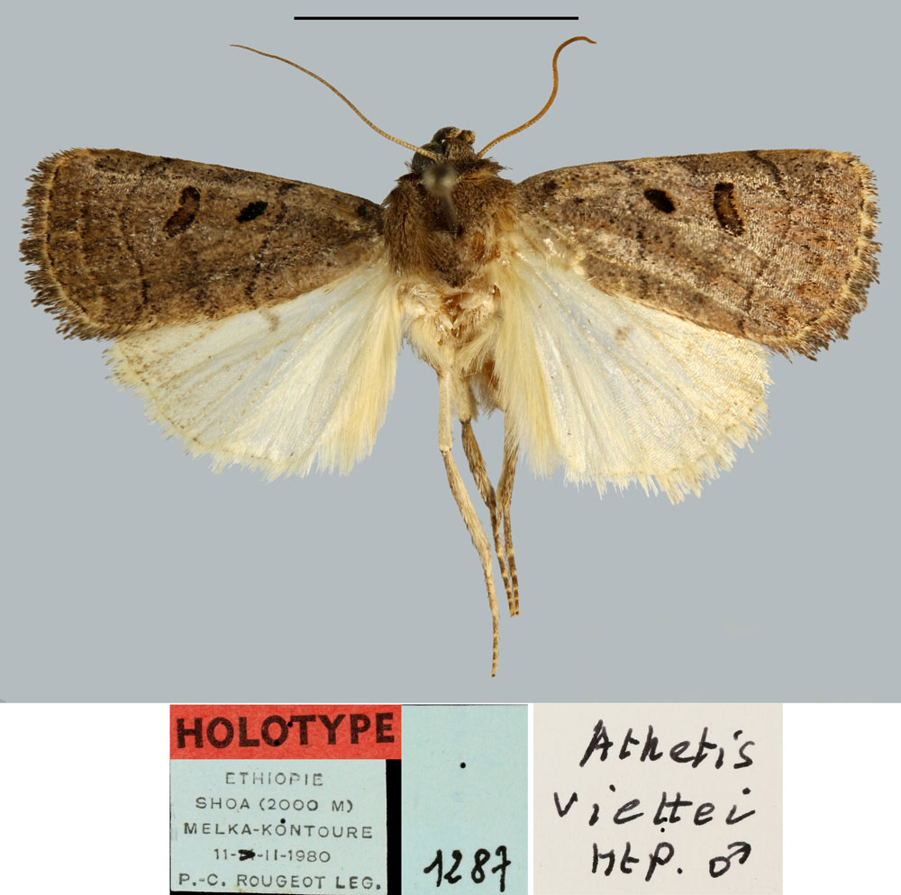 /filer/webapps/moths/media/images/V/viettei_Athetis_HT_MNHN.jpg