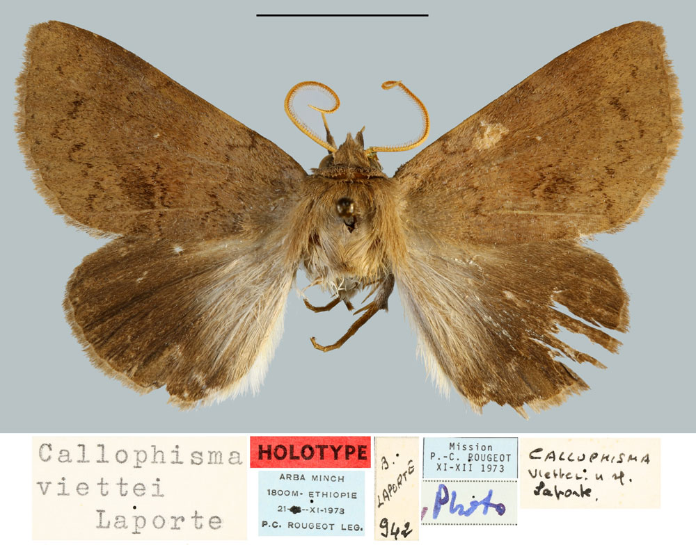 /filer/webapps/moths/media/images/V/viettei_Callophisma_HT_MNHN.jpg