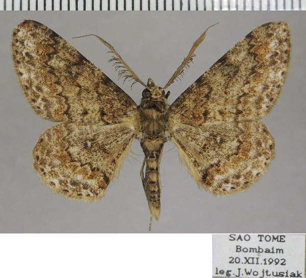 /filer/webapps/moths/media/images/V/viettei_Cleora_AM_ZSM_01.jpg