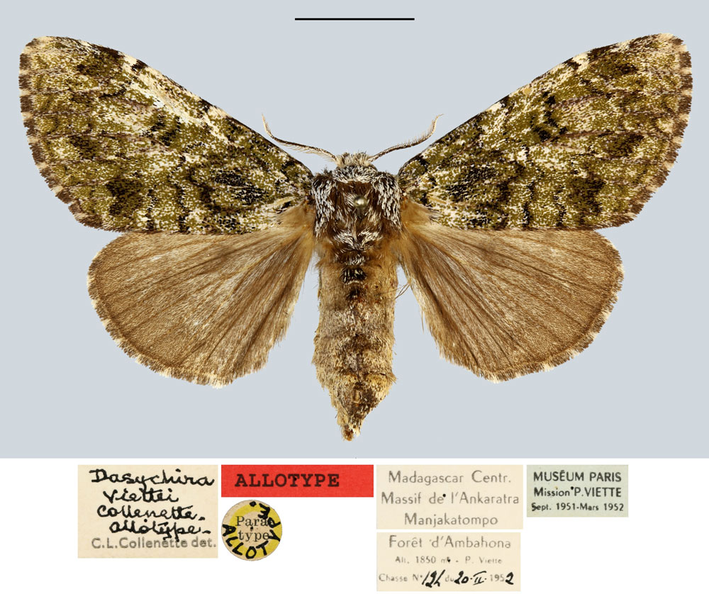 /filer/webapps/moths/media/images/V/viettei_Dasychira_AT_MNHN.jpg