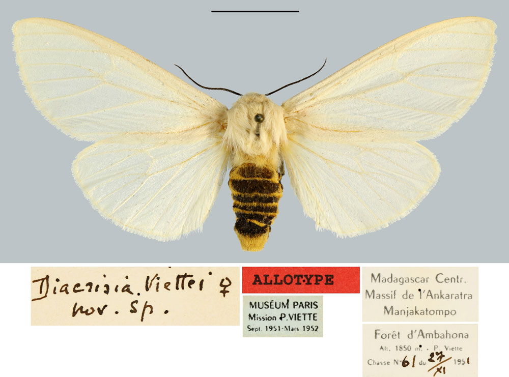 /filer/webapps/moths/media/images/V/viettei_Diacrisia_AT_MNHN.jpg