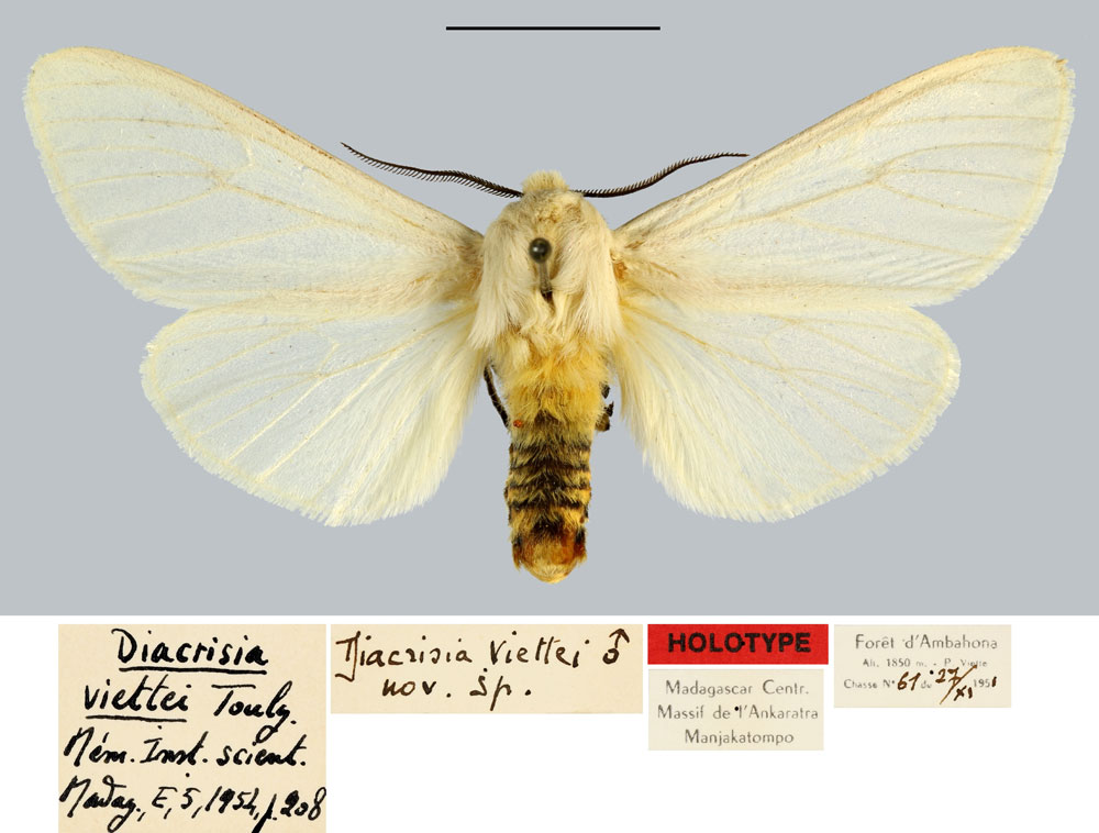 /filer/webapps/moths/media/images/V/viettei_Diacrisia_HT_MNHN.jpg