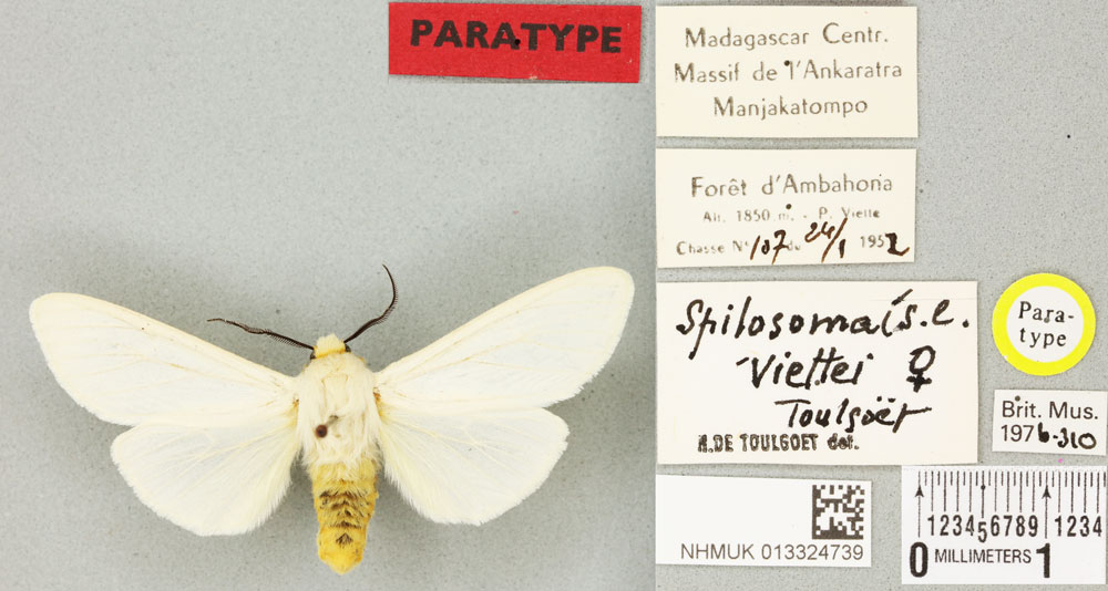 /filer/webapps/moths/media/images/V/viettei_Diacrisia_PTF_BMNHa.jpg