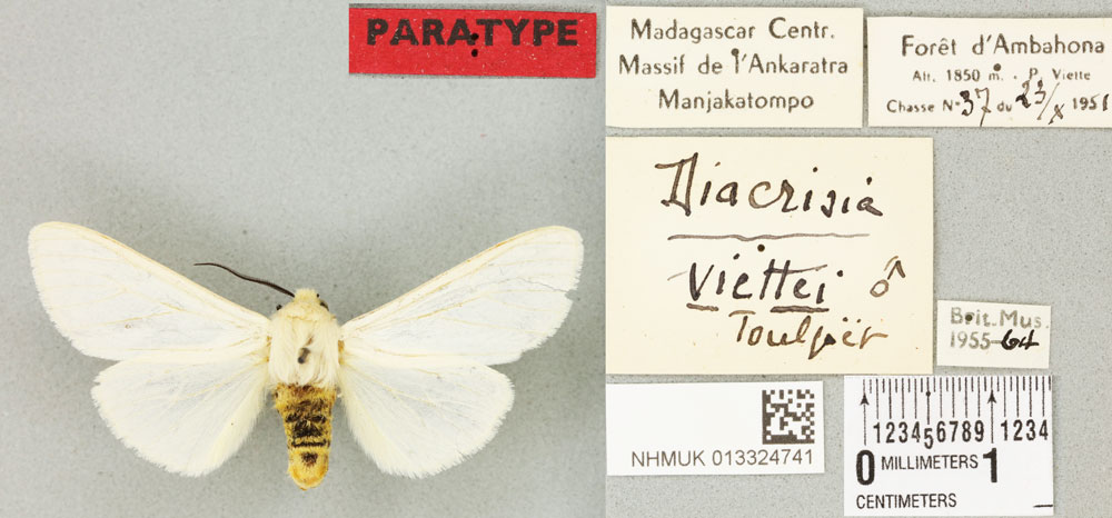 /filer/webapps/moths/media/images/V/viettei_Diacrisia_PTM_BMNHa.jpg