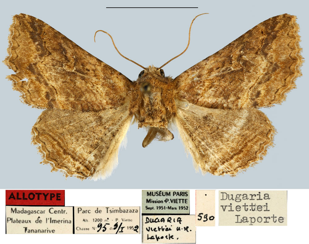 /filer/webapps/moths/media/images/V/viettei_Dugaria_AT_MNHN.jpg