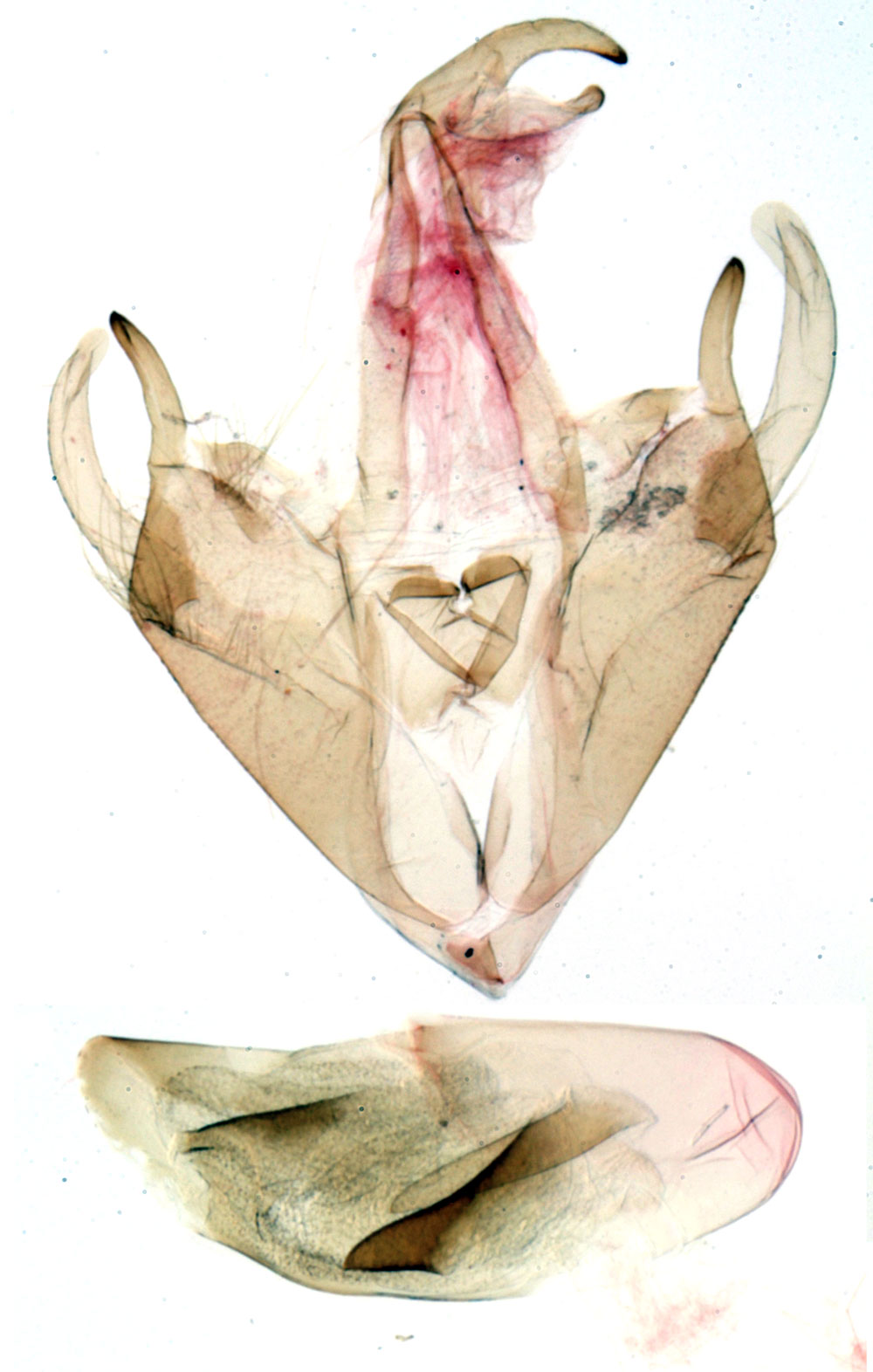 /filer/webapps/moths/media/images/V/viettei_Dugaria_GMPT_MNHN_580.jpg