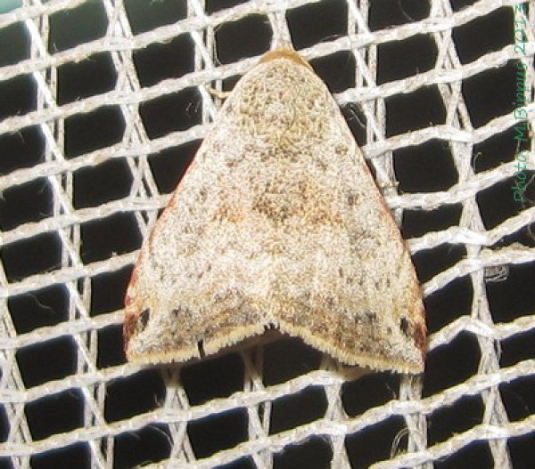 /filer/webapps/moths/media/images/V/viettei_Eublemma_A_Bippus.jpg
