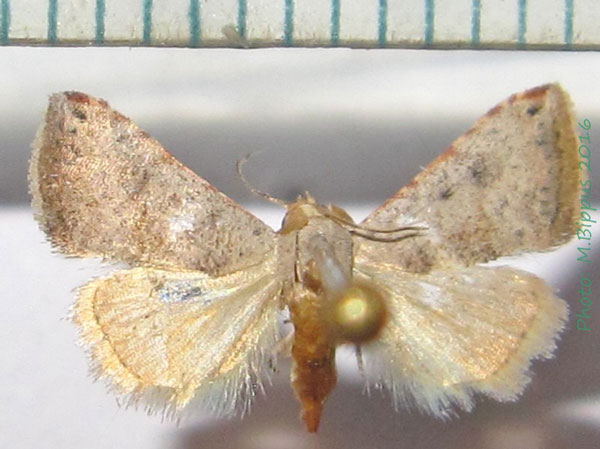 /filer/webapps/moths/media/images/V/viettei_Eublemma_A_Bippus_02.jpg