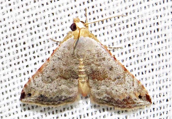 /filer/webapps/moths/media/images/V/viettei_Eublemma_A_Braun_05.jpg