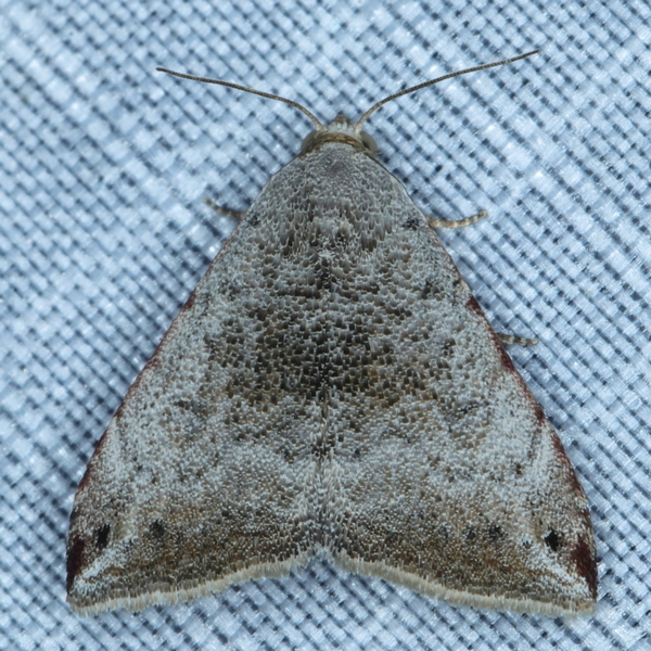 /filer/webapps/moths/media/images/V/viettei_Eublemma__A_Heyns_01.JPG