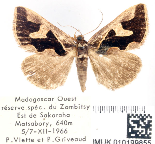 /filer/webapps/moths/media/images/V/viettei_Fodina_AF_BMNH.jpg