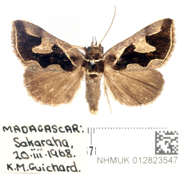 /filer/webapps/moths/media/images/V/viettei_Fodina_AM_BMNH.jpg