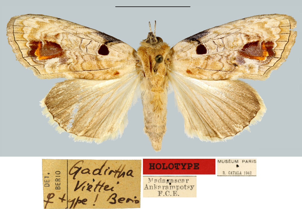 /filer/webapps/moths/media/images/V/viettei_Gadirtha_HT_MNHN.jpg