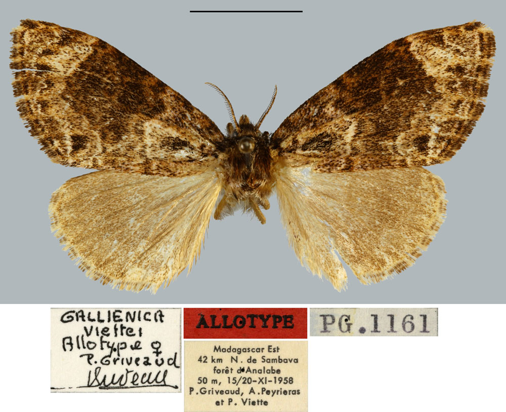 /filer/webapps/moths/media/images/V/viettei_Gallienica_AT_MNHN.jpg
