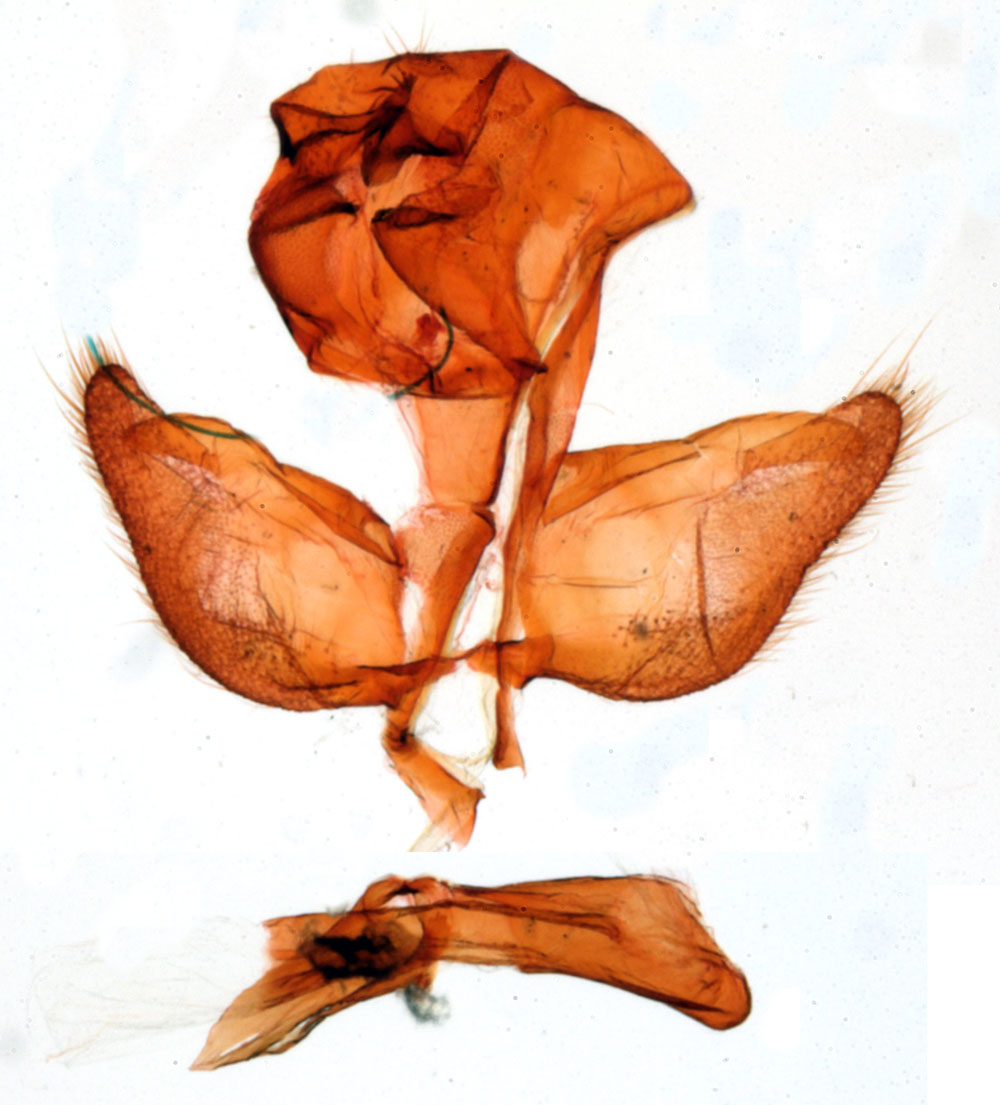 /filer/webapps/moths/media/images/V/viettei_Gallienica_GMHT_MNHN_1091.jpg