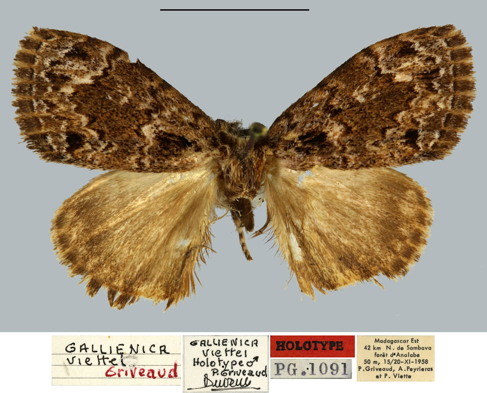 /filer/webapps/moths/media/images/V/viettei_Gallienica_HT_MNHN.jpg
