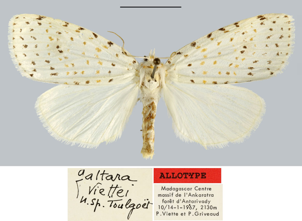 /filer/webapps/moths/media/images/V/viettei_Galtara_AT_MNHN.jpg